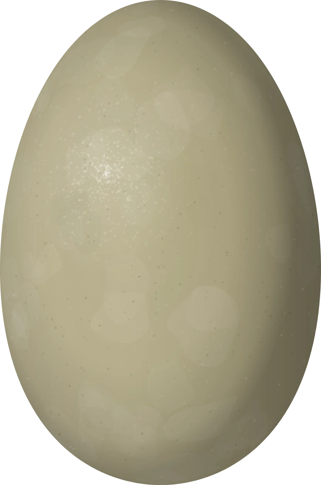 Illustration of a King Eider (Somateria spectabilis) egg, 67.6 × 44.7 mm