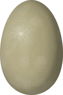 King Eider egg, 67.6 × 44.7 mm