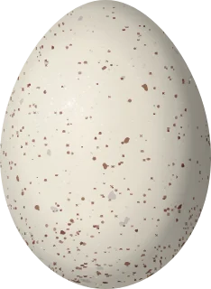Illustration of a King Rail (Rallus elegans) egg, 41 × 30 mm