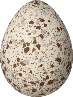 Illustration of a Large-billed Tern (Phaetusa simplex) egg, 48.5 × 36.3 mm