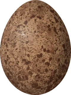 Illustration of a Laughing Falcon (Herpetotheres cachinnans) egg, 58.6 × 43.95 mm