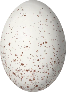 Lesser Nighthawk egg, 27.05 × 19.53 mm