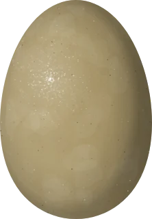 Lesser Scaup egg, 57.1 × 39.7 mm