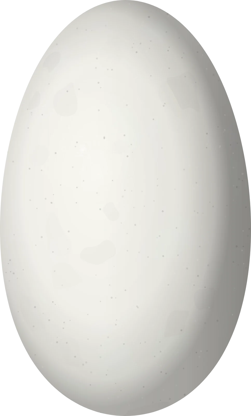 Illustration of a Lesser Swallow-tailed Swift (Panyptila cayennensis) egg, 20.52 × 12.4 mm