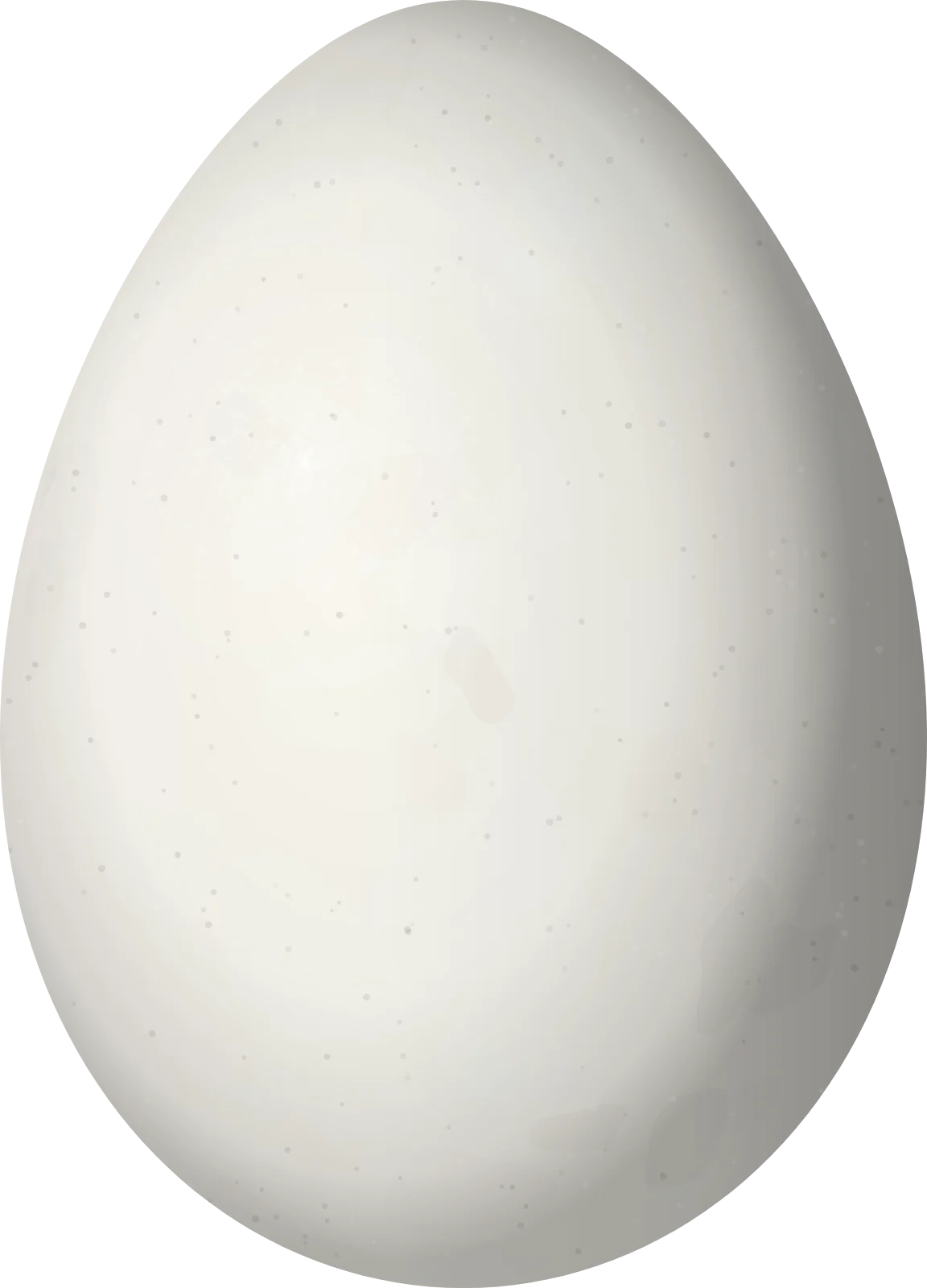 Illustration of a Lesser Woodcreeper (Xiphorhynchus fuscus) egg, 25 × 18 mm