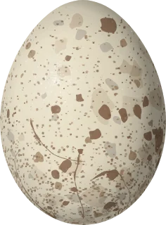 Illustration of a Limpkin (Aramus guarauna) egg, 59.4 × 43.8 mm