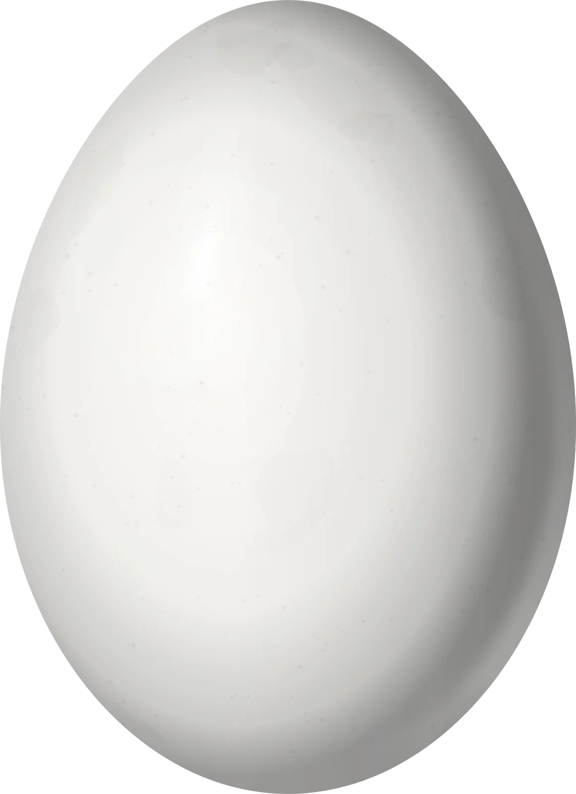Illustration of a Lineated Woodpecker (Dryocopus lineatus) egg, 29.9 × 21.69 mm