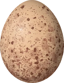 Illustration of a Lined Forest Falcon (Micrastur gilvicollis) egg, 50.1 × 38.9 mm