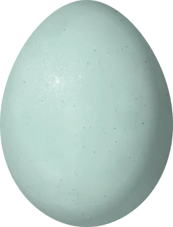 Little Blue Heron egg, 44 × 33.5 mm