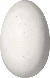 Illustration of a Little Hermit (Phaethornis longuemareus) egg, 11.7 × 7.5 mm