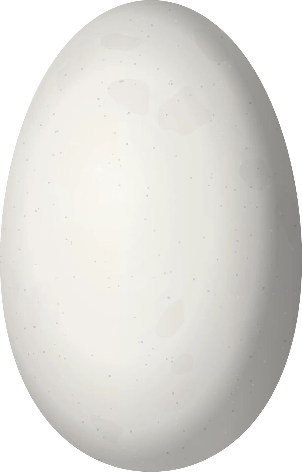 Illustration of a Little Hermit (Phaethornis longuemareus) egg, 11.7 × 7.5 mm