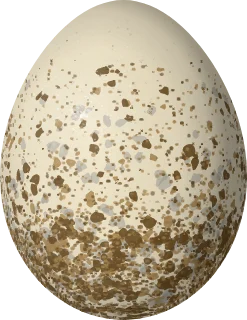 Loggerhead Shrike egg, 24.2 × 18.7 mm