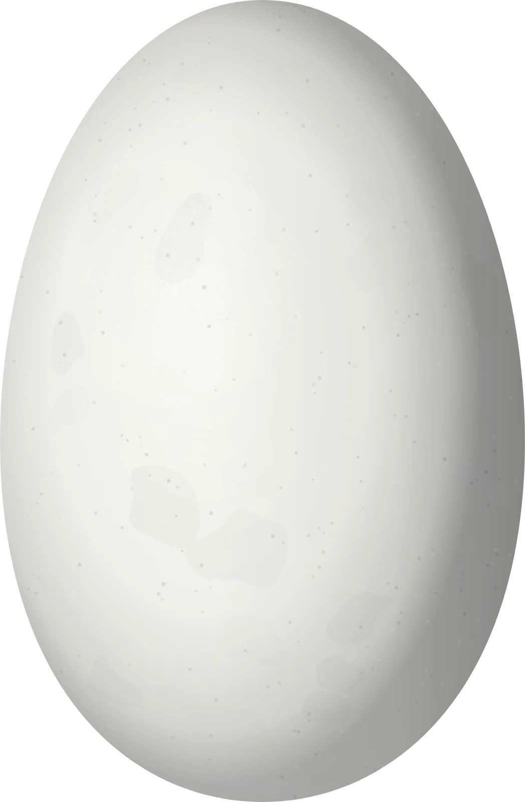 Illustration of a Long-billed Starthroat (Heliomaster longirostris) egg, 13.2 × 8.65 mm