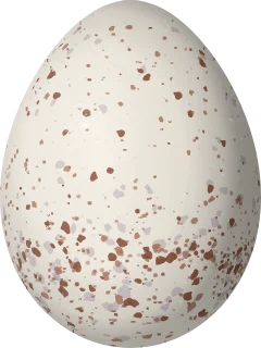 Illustration of a Long-billed Wren (Cantorchilus longirostris) egg, 20 × 15 mm