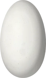 Illustration of a Long-tailed Hermit (Phaethornis superciliosus) egg, 15.9 × 9.5 mm