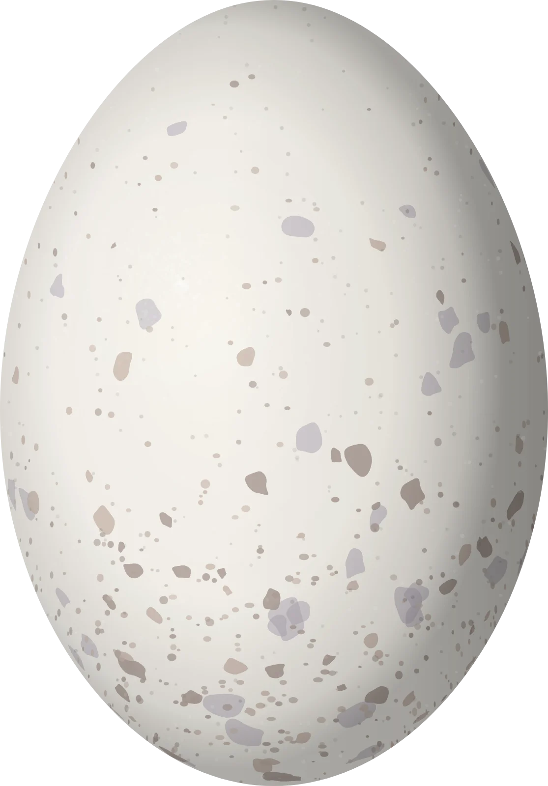 Illustration of a Long-tailed Potoo (Nyctibius aethereus) egg, 33 × 23 mm