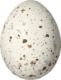 MacGillivray's Warbler egg, 17.8 × 13.6 mm