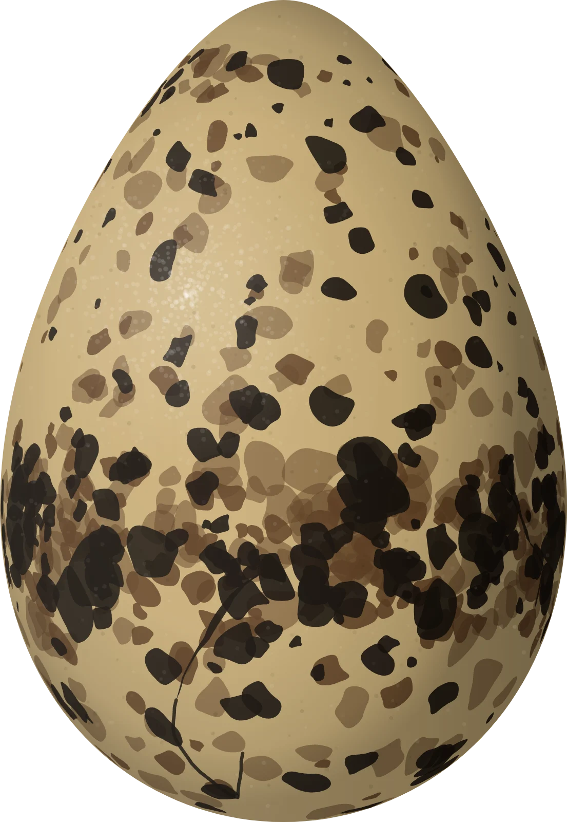 Illustration of a Magellanic Snipe (Gallinago magellanica) egg, 48.5 × 33.5 mm