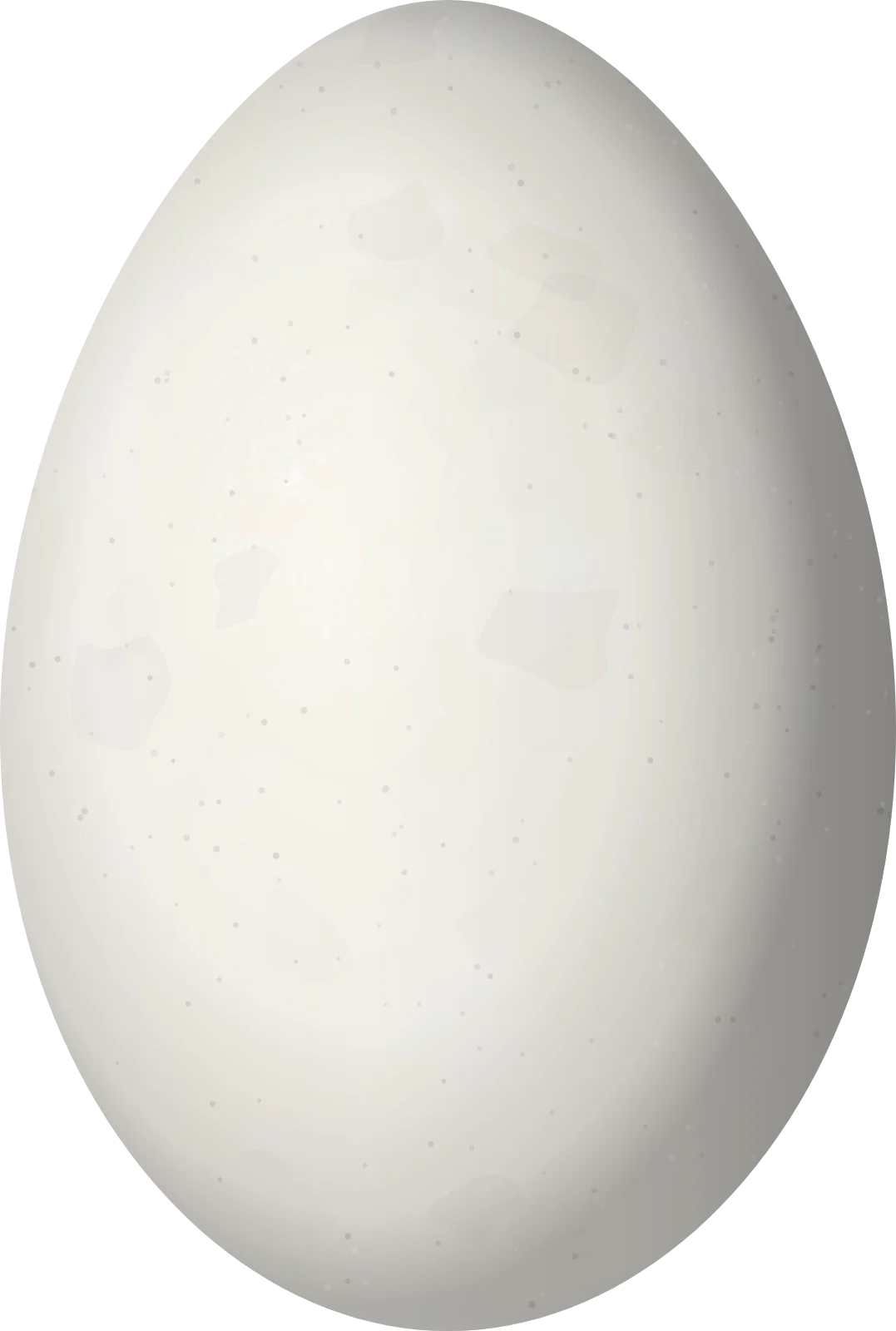 Illustration of a Manx Shearwater (Puffinus puffinus) egg, 61.97 × 41.72 mm