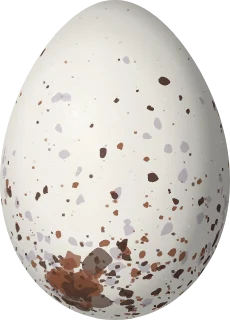Illustration of a Marsh Seedeater (Sporophila palustris) egg, 17.4 × 12.5 mm