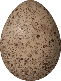 Illustration of a Marsh Wren (Cistothorus palustris) egg, 16.5 × 12.4 mm