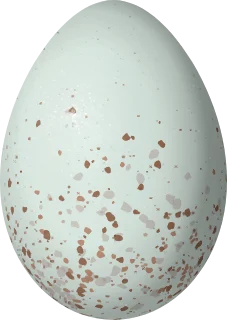 Illustration of a Masked Gnatcatcher (Polioptila dumicola) egg, 16.1 × 11.4 mm
