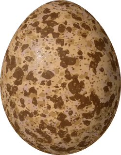 Illustration of a Merlin (Falco columbarius) egg, 40.2 × 31.3 mm