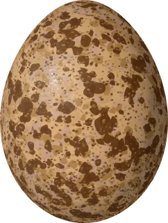 Merlin egg, 41 × 31 mm