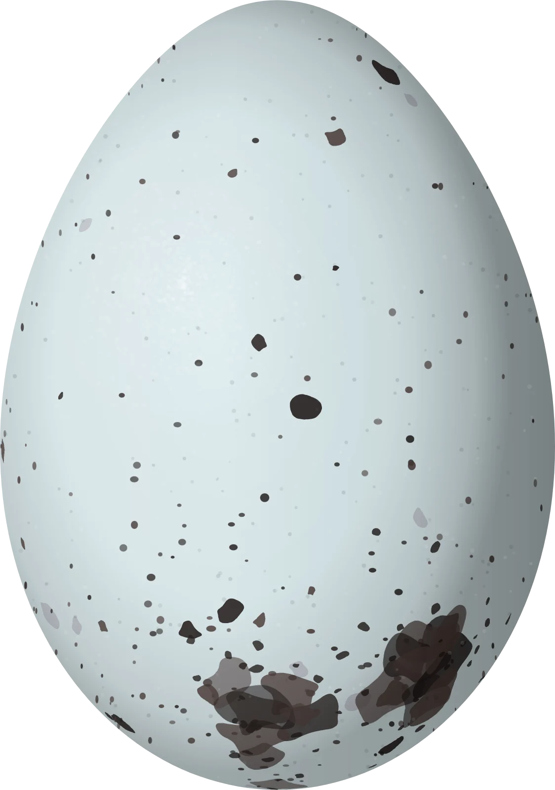 Illustration of a Mexican Cacique (Cassiculus melanicterus) egg, 28.6 × 20.1 mm