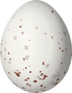 Mexican Chickadee egg, 14.3 × 11.1 mm