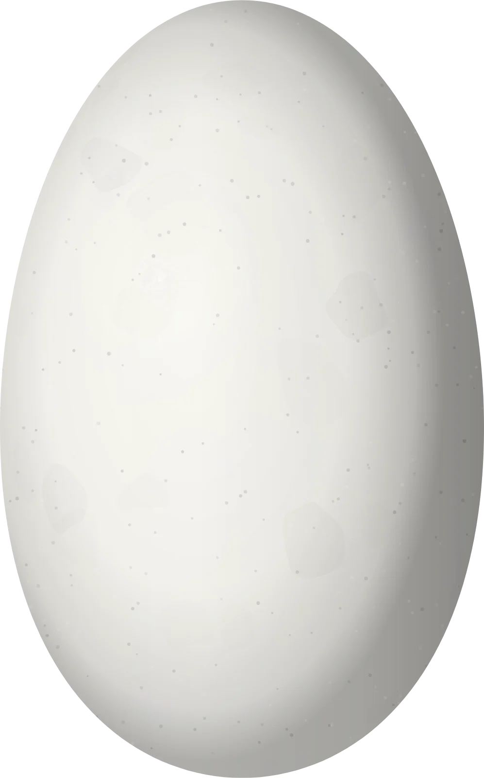 Illustration of a Mexican Sheartail (Doricha eliza) egg, 12.2 × 7.6 mm