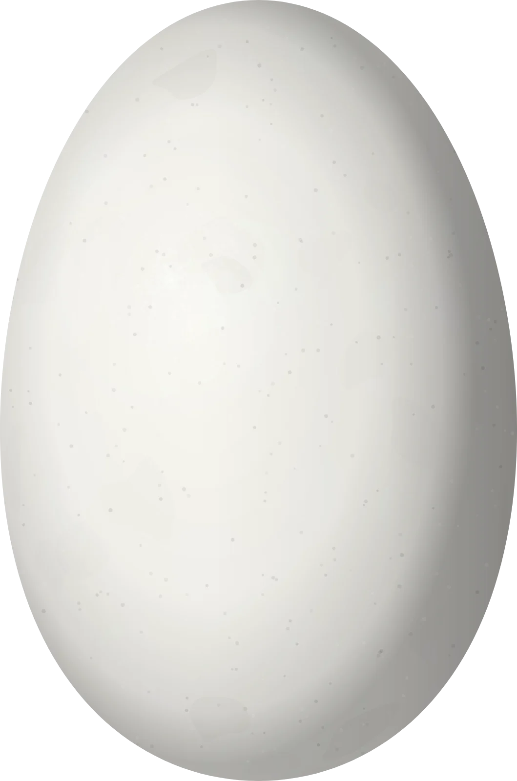 Illustration of a Minute Hermit (Phaethornis idaliae) egg, 14.2 × 9.4 mm