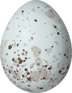 Illustration of a Morelet's Seedeater (Sporophila morelleti) egg, 16.3 × 12.7 mm