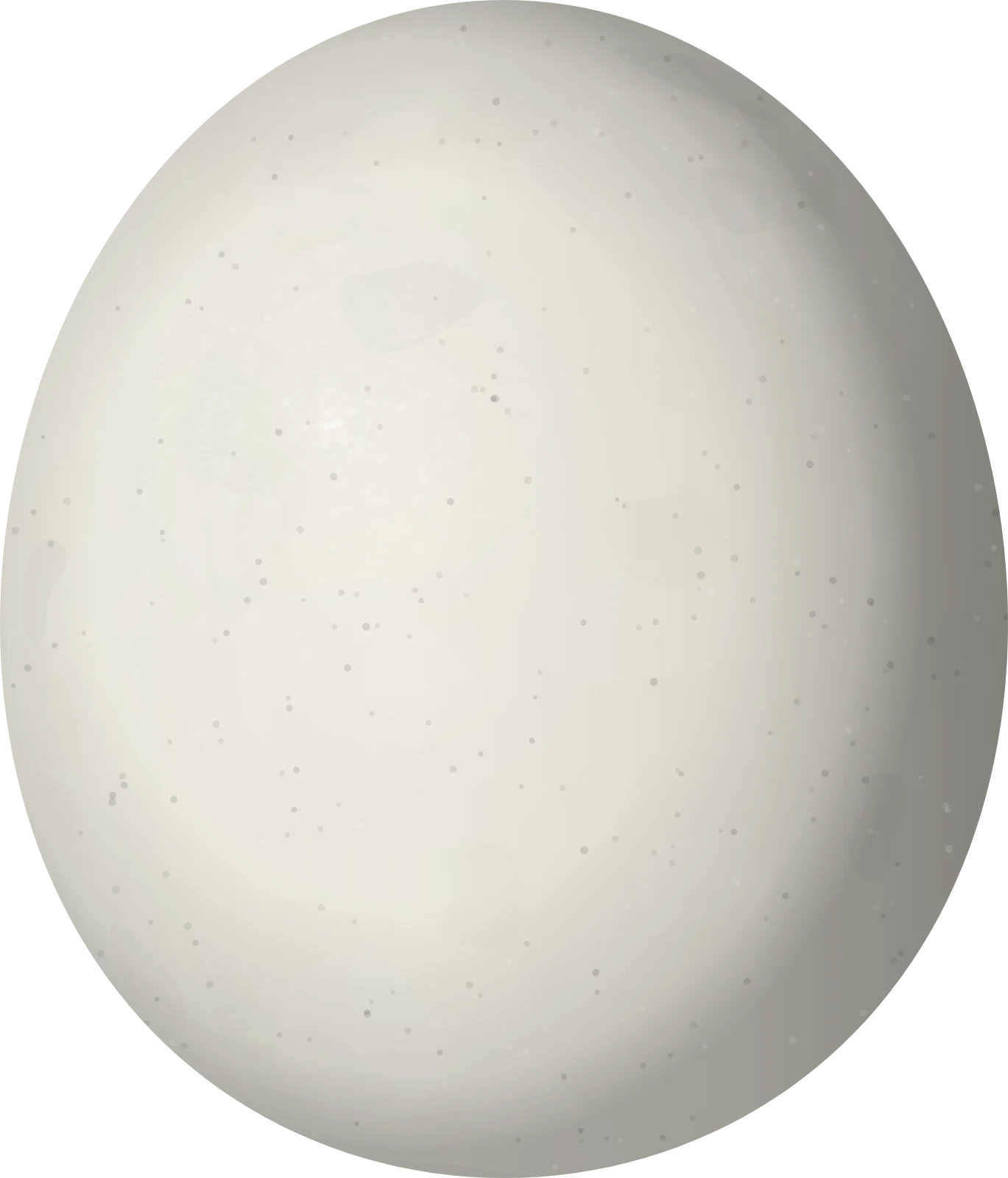 Illustration of a Mottled Owl (Strix virgata) egg, 42.2 × 36.1 mm