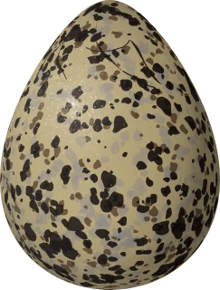 Mountain Plover egg, 37.3 × 28.3 mm