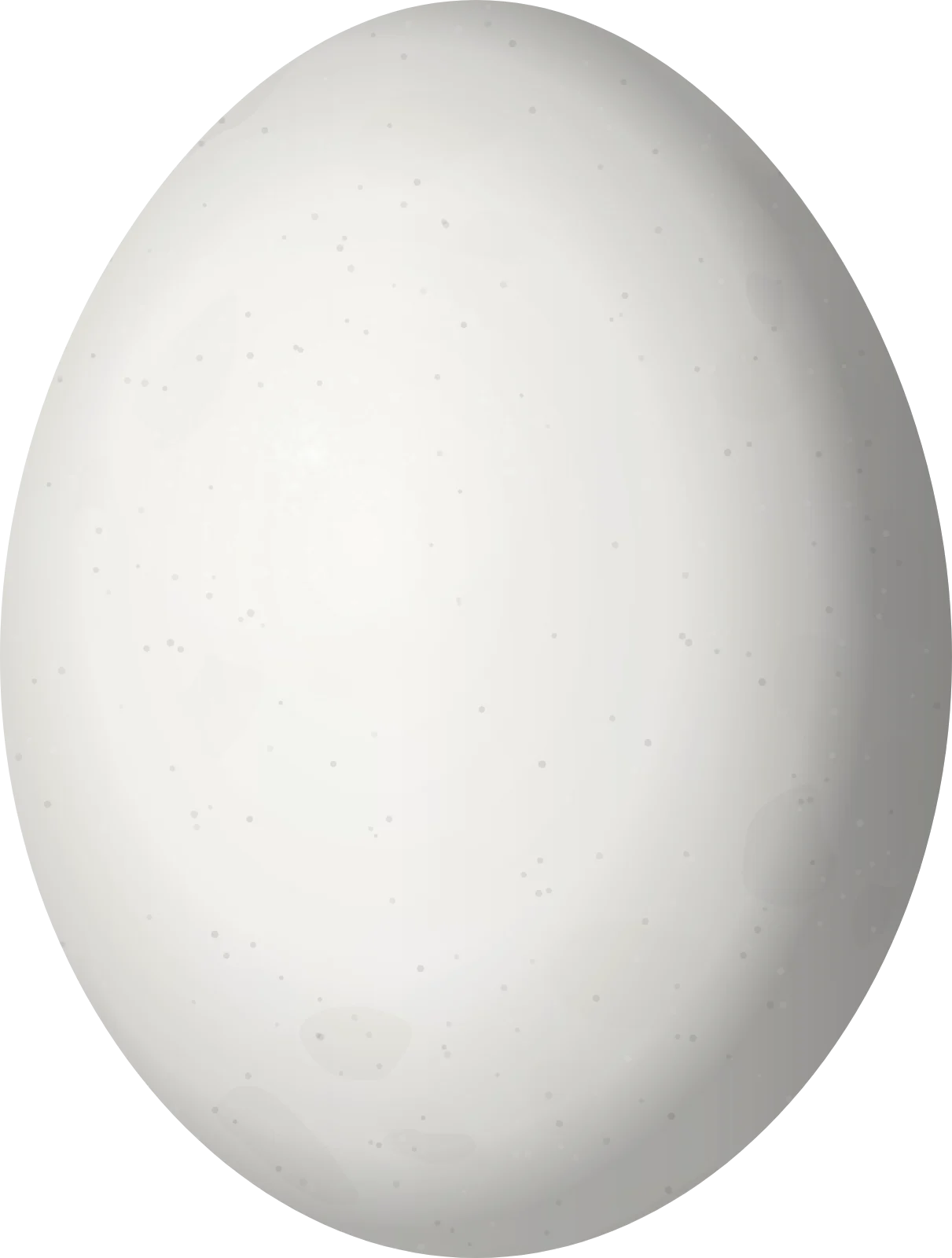 Illustration of a Mourning Dove (Zenaida macroura) egg, 28.4 × 21.5 mm