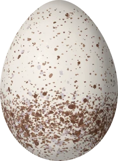 Illustration of a Nava's Wren (Hylorchilus navai) egg, 20.4 × 14.9 mm