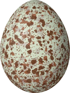 Nelson's Sparrow egg, 19.7 × 14.9 mm