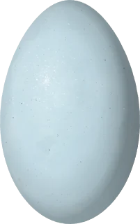 Neotropic Cormorant egg, 53.7 × 33.8 mm