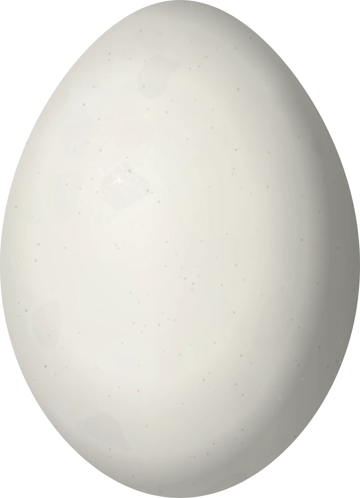 Illustration of a Northern Emerald Toucanet (Aulacorhynchus prasinus) egg, 37.2 × 26.9 mm