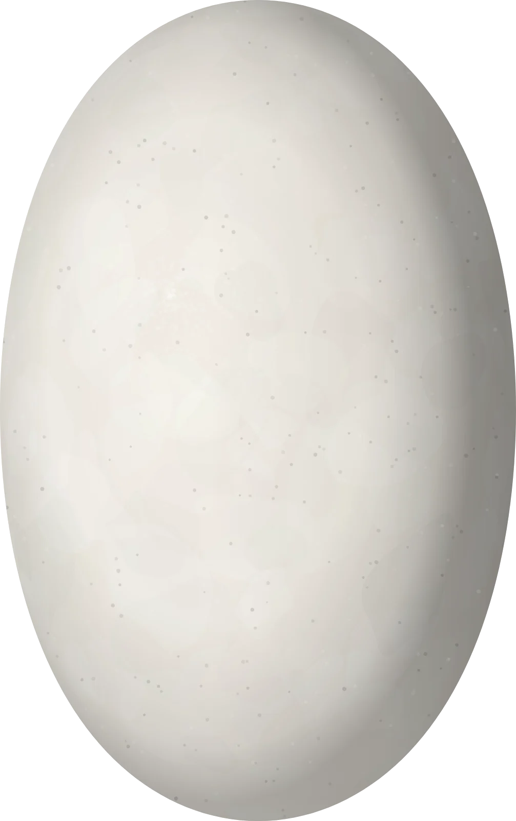 Illustration of a Northern Map Turtle (Graptemys geographica) egg, 36.4 × 22.9 mm