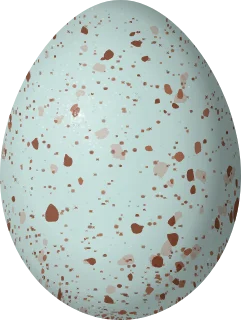 Northern Mockingbird egg, 24.3 × 18.3 mm