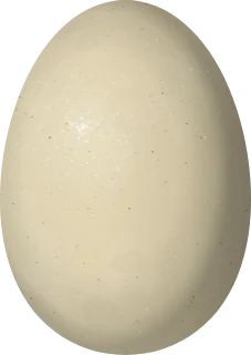 Northern Shoveler egg, 52.2 × 37 mm