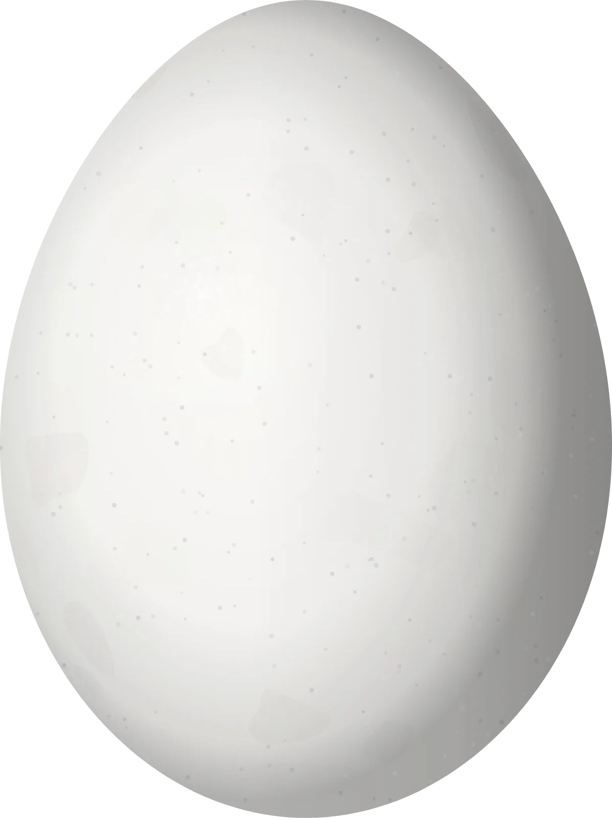 Illustration of a Nuttall's Woodpecker (Dryobates nuttallii) egg, 21.75 × 16.27 mm