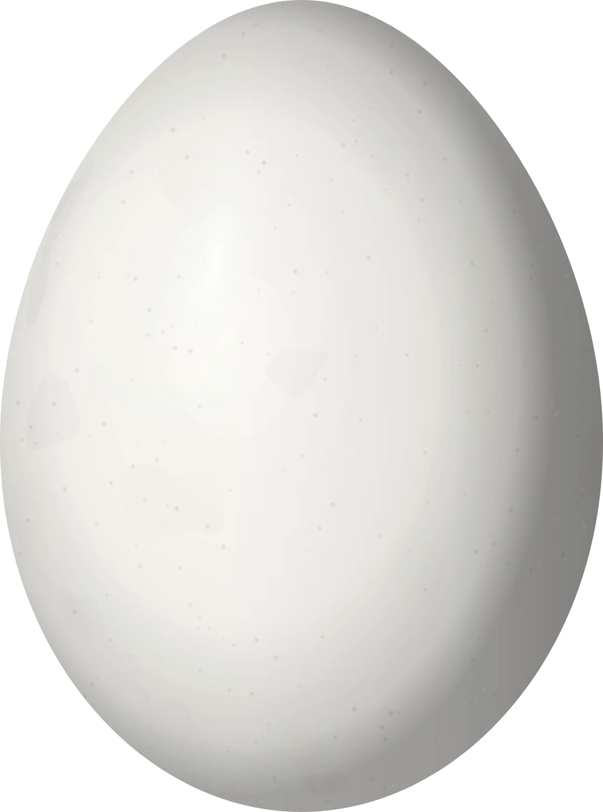 Illustration of an Olivaceous Piculet (Picumnus olivaceus) egg, 16.57 × 12.3 mm