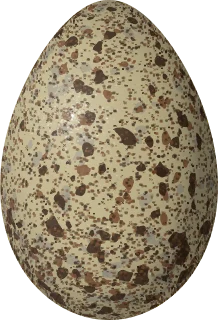 Illustration of an Olrog's Gull (Larus atlanticus) egg, 71.15 × 48.55 mm