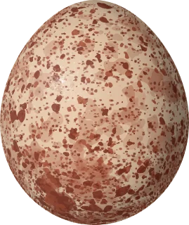 Illustration of an Orange-breasted Falcon (Falco deiroleucus) egg, 41.42 × 34.8 mm