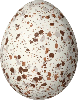 Orange-crowned Warbler egg, 16.2 × 12.7 mm
