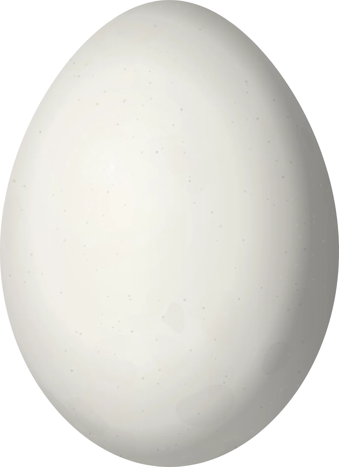 Illustration of an Orange-fronted Barbet (Capito squamatus) egg, 22.6 × 16.4 mm