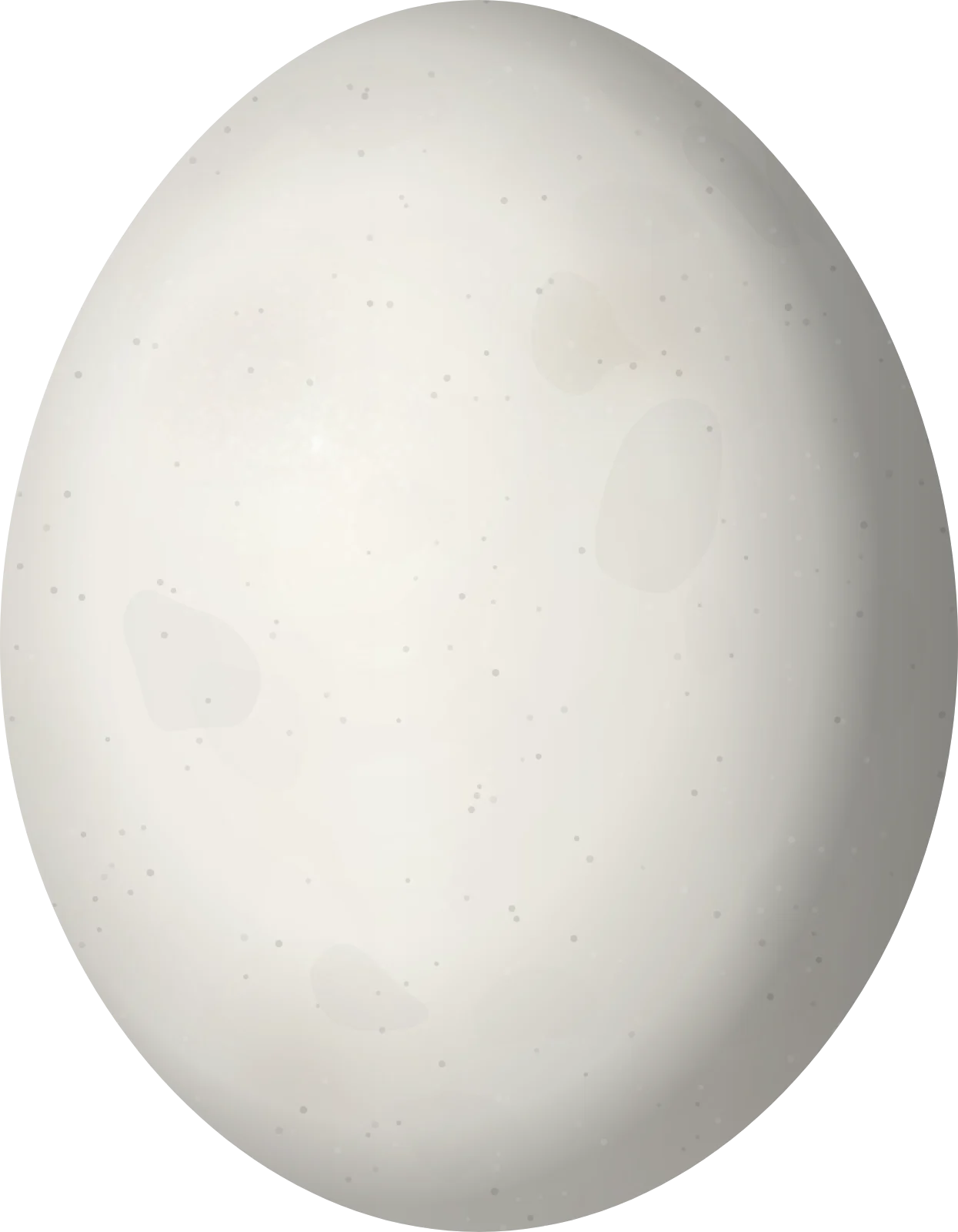 Illustration of an Orange-winged Amazon (Amazona amazonica) egg, 37.4 × 29.1 mm